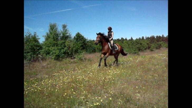 Anden særlig race Prinz billede 5