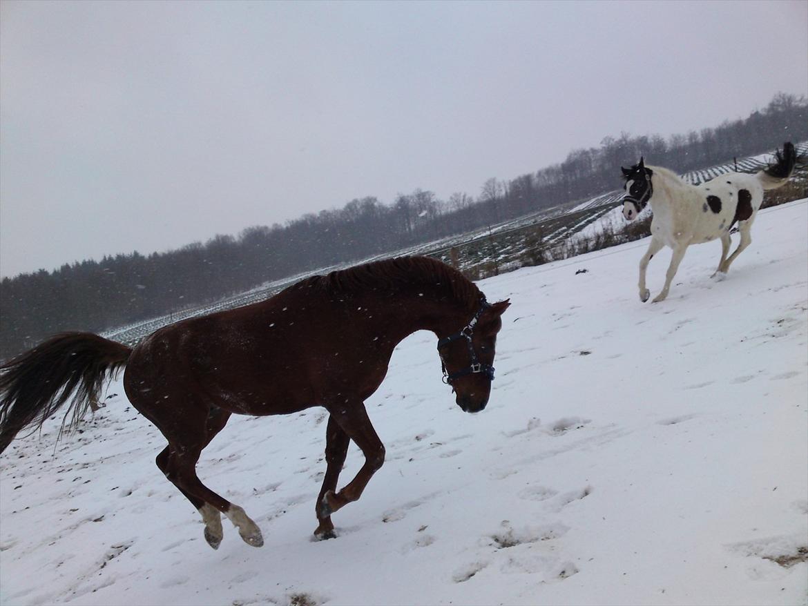 Anden særlig race Bounty billede 16