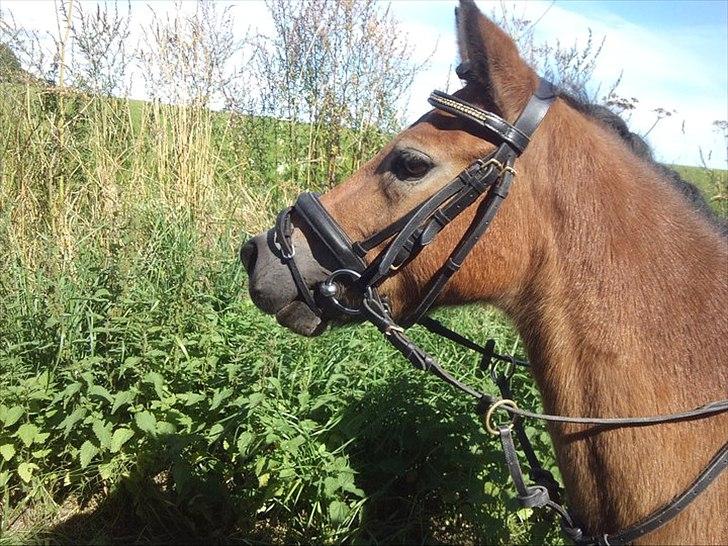 Dartmoor Asterix* (solgt) billede 14