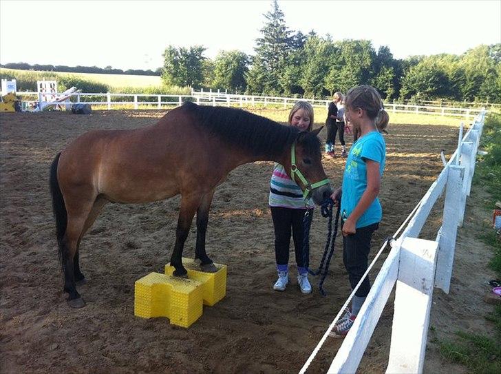 Dartmoor Asterix* (solgt) billede 15