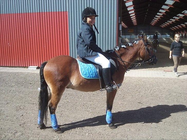 Dartmoor Asterix* (solgt) billede 16