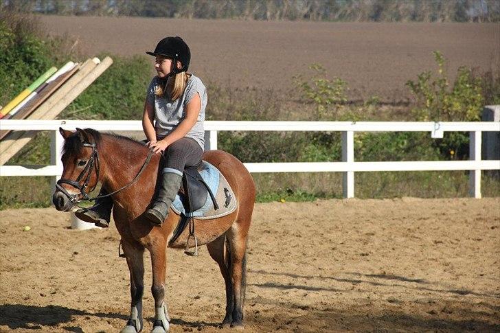 Dartmoor Asterix* (solgt) billede 17