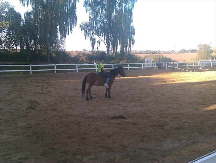 Dartmoor Asterix* (solgt) billede 18