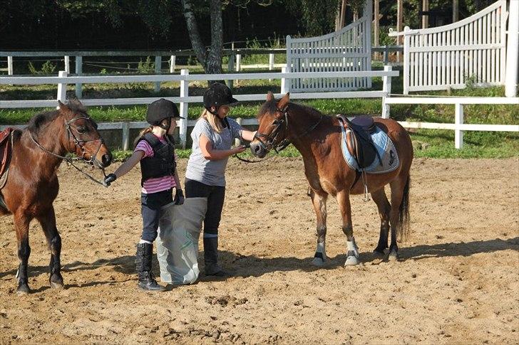 Dartmoor Asterix* (solgt) billede 19