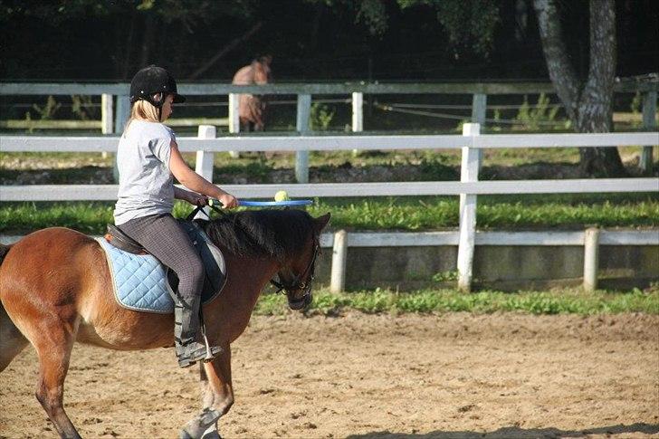 Dartmoor Asterix* (solgt) billede 20