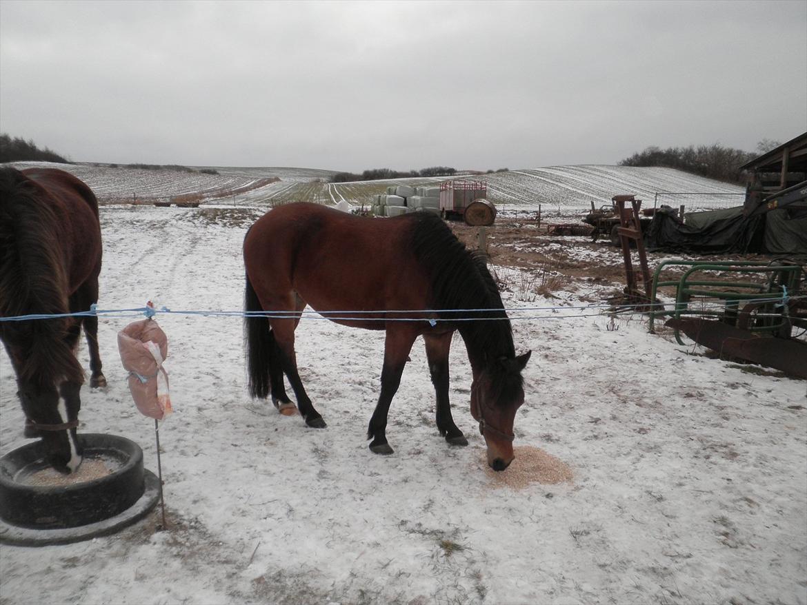 Anden særlig race Molly  billede 15