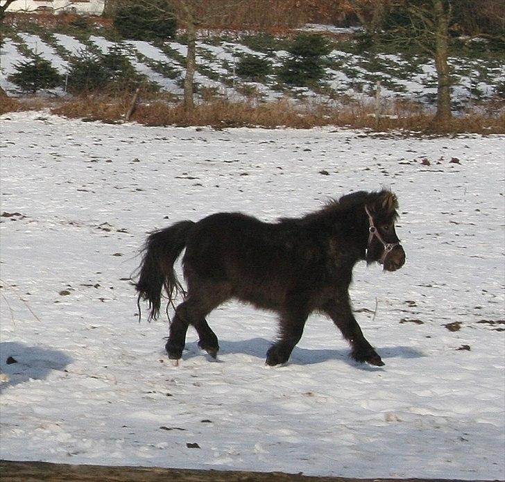 Dansk Miniature Allerupnords Queen billede 6