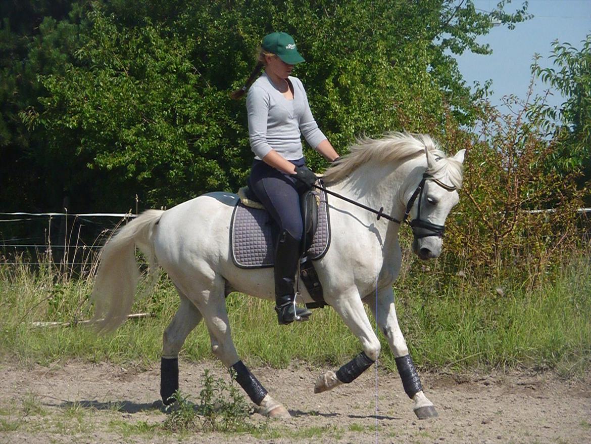 Hollandsk Sportspony Greyhound <3<3  billede 2