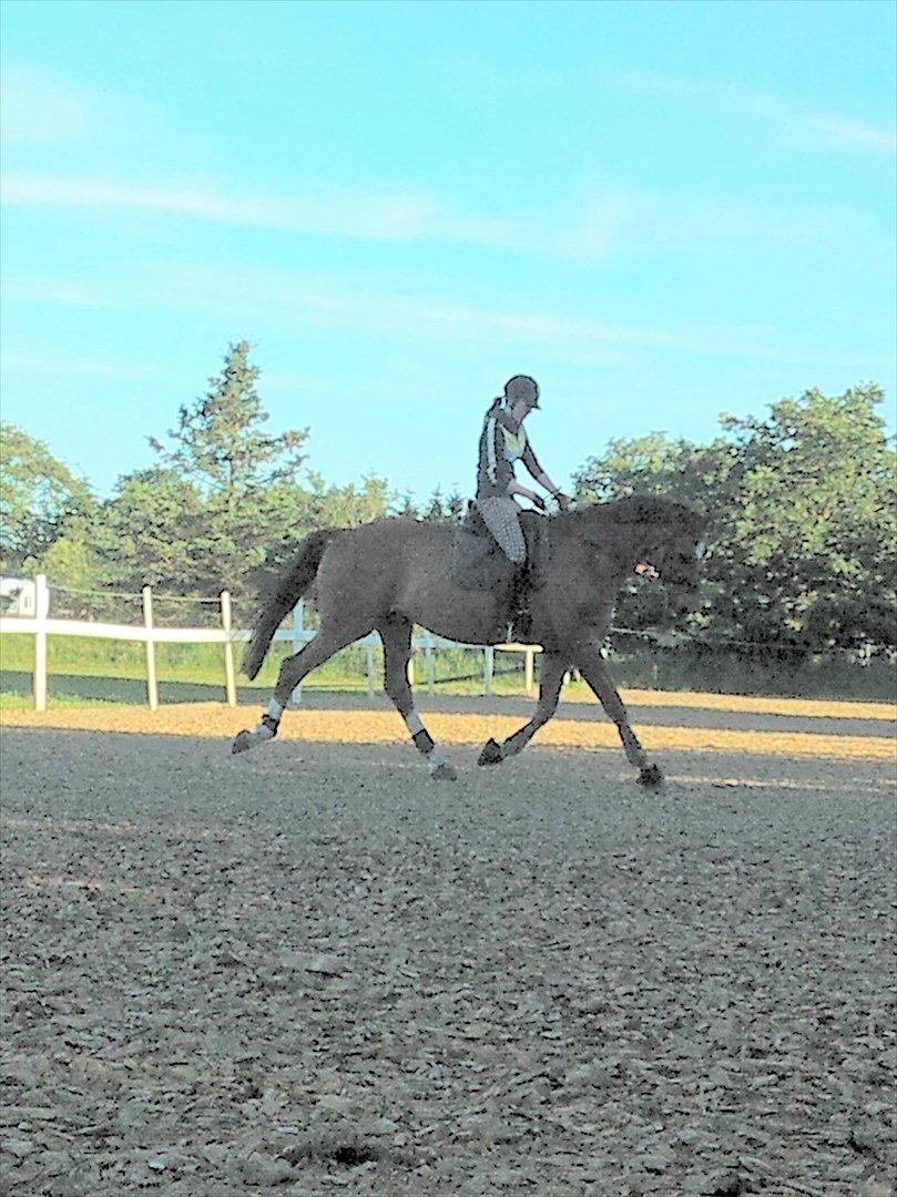 Dansk Varmblod Kielsgaardens Patug R.I.P billede 6