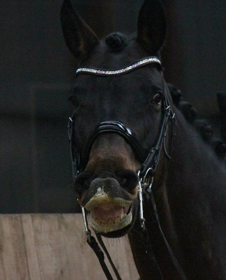 Dansk Varmblod Ny Ågårds Amoena  DULLEN B-Hest - billedet er taget af nanna busk billede 13