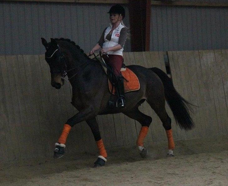 Dansk Varmblod Ny Ågårds Amoena  DULLEN B-Hest - billedet er taget af nanna busk billede 3