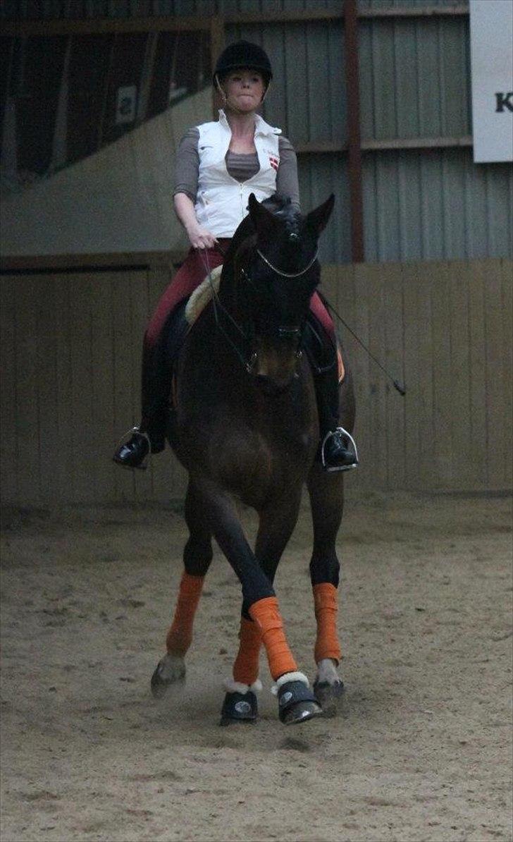 Dansk Varmblod Ny Ågårds Amoena  DULLEN B-Hest - billedet er taget af nanna busk billede 14