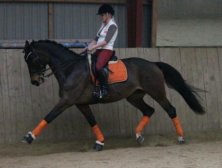 Dansk Varmblod Ny Ågårds Amoena  DULLEN B-Hest - billedet er taget af nanna busk billede 16