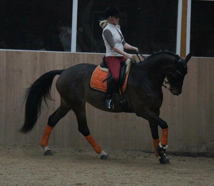 Dansk Varmblod Ny Ågårds Amoena  DULLEN B-Hest - billedet er taget af nanna busk billede 17