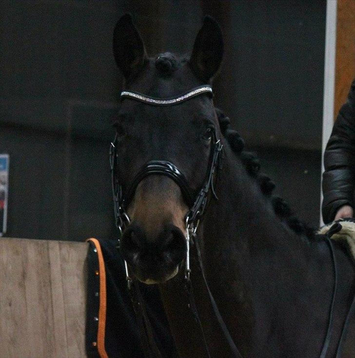 Dansk Varmblod Ny Ågårds Amoena  DULLEN B-Hest - billedet er taget af nanna busk billede 18