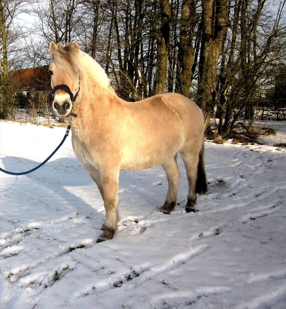 Fjordhest Legolas billede 11