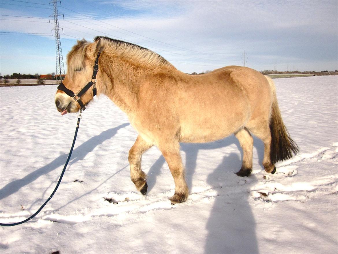 Fjordhest Legolas billede 12