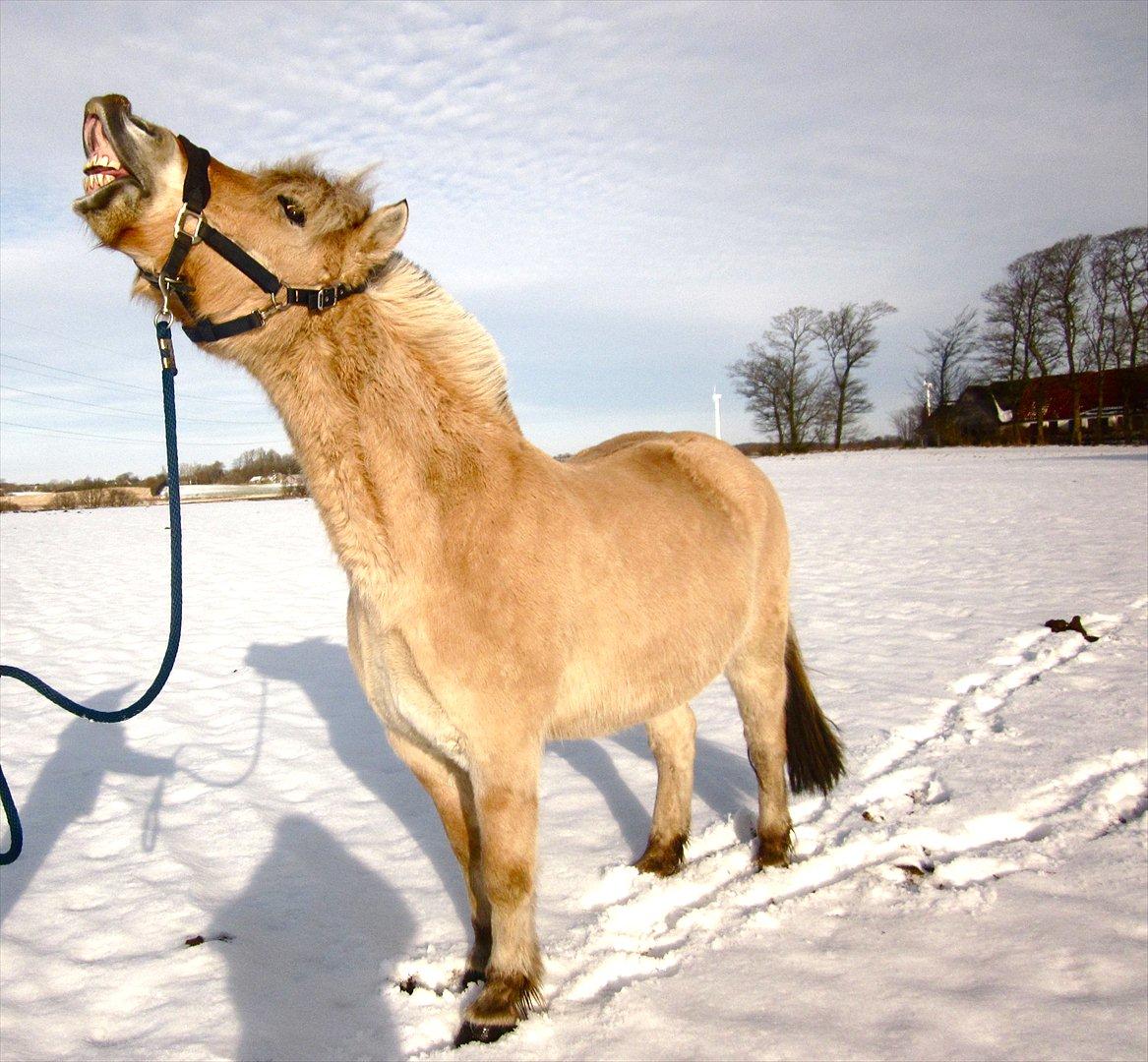 Fjordhest Legolas billede 13