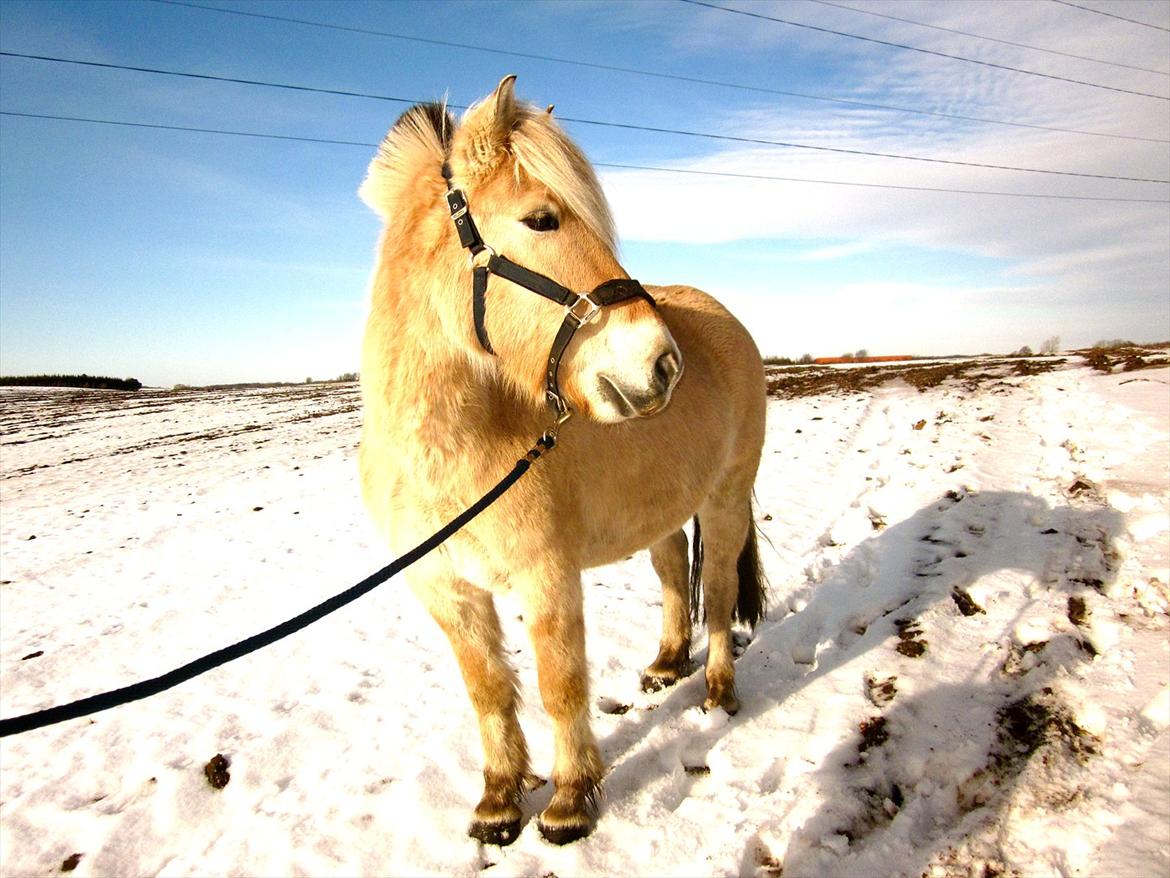 Fjordhest Legolas billede 14
