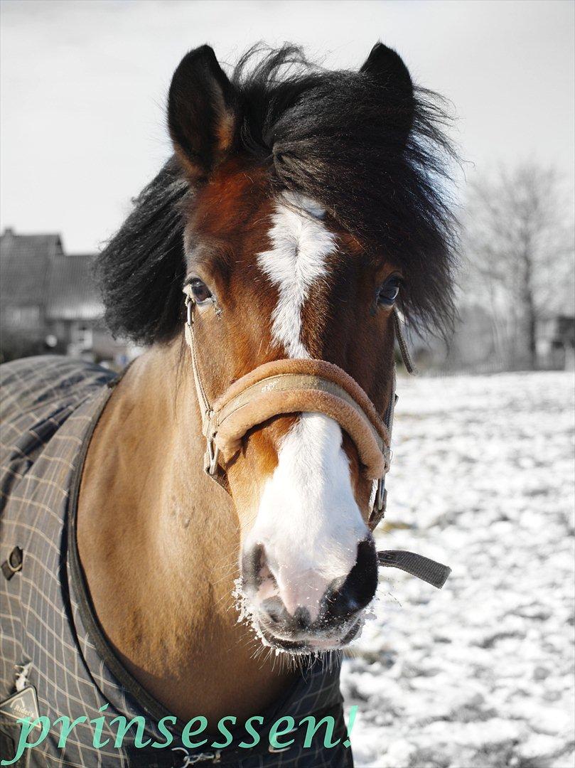 Anden særlig race Moonlight ( SOLGT) <3 - taget d. 4 februar 2012. <3 billede 17