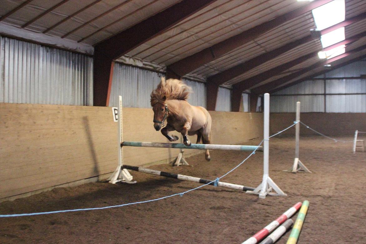 Islænder dúfa fra Lilkjær billede 15