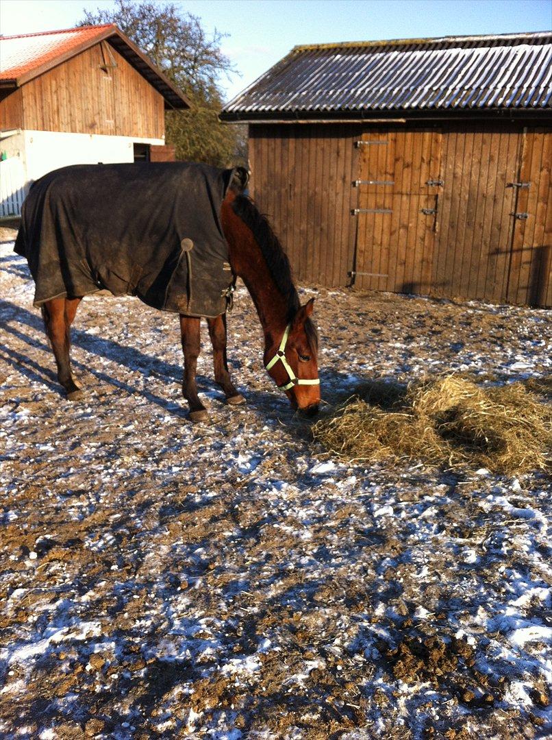 Anden særlig race Palsgaards Kezha (Himmelhest) billede 1