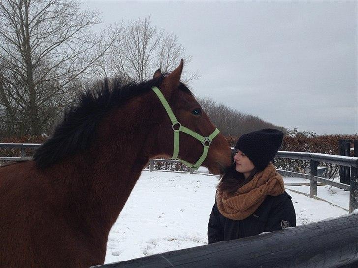 Anden særlig race Palsgaards Kezha (Himmelhest) billede 3