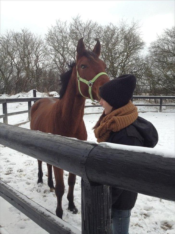 Anden særlig race Palsgaards Kezha (Himmelhest) billede 4