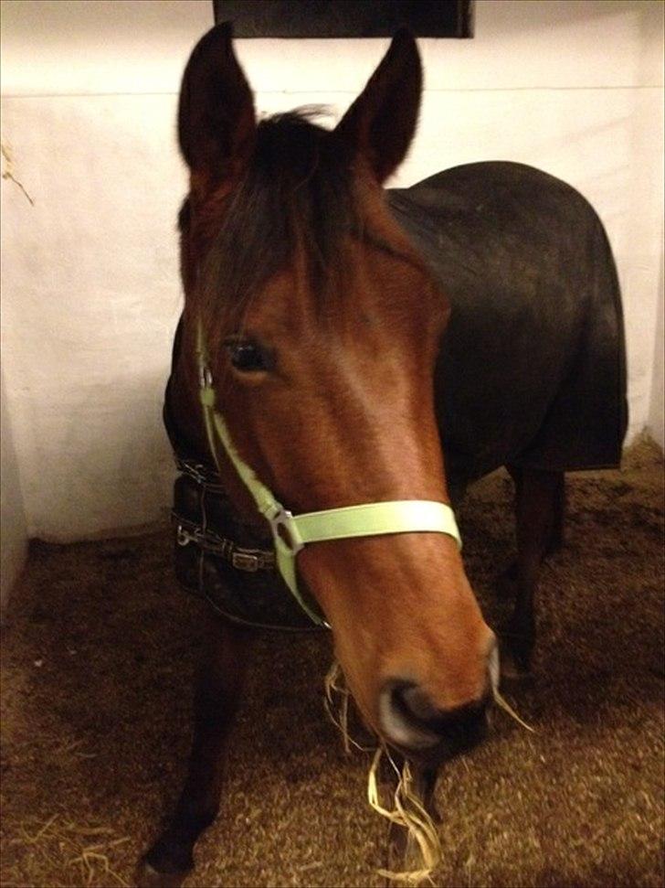 Anden særlig race Palsgaards Kezha (Himmelhest) billede 5