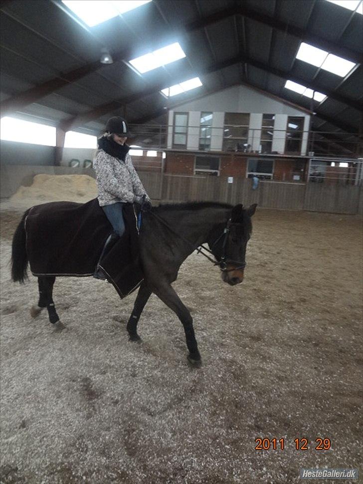 Anden særlig race Charles (Himmelhest) - Bassen <3. billede 14