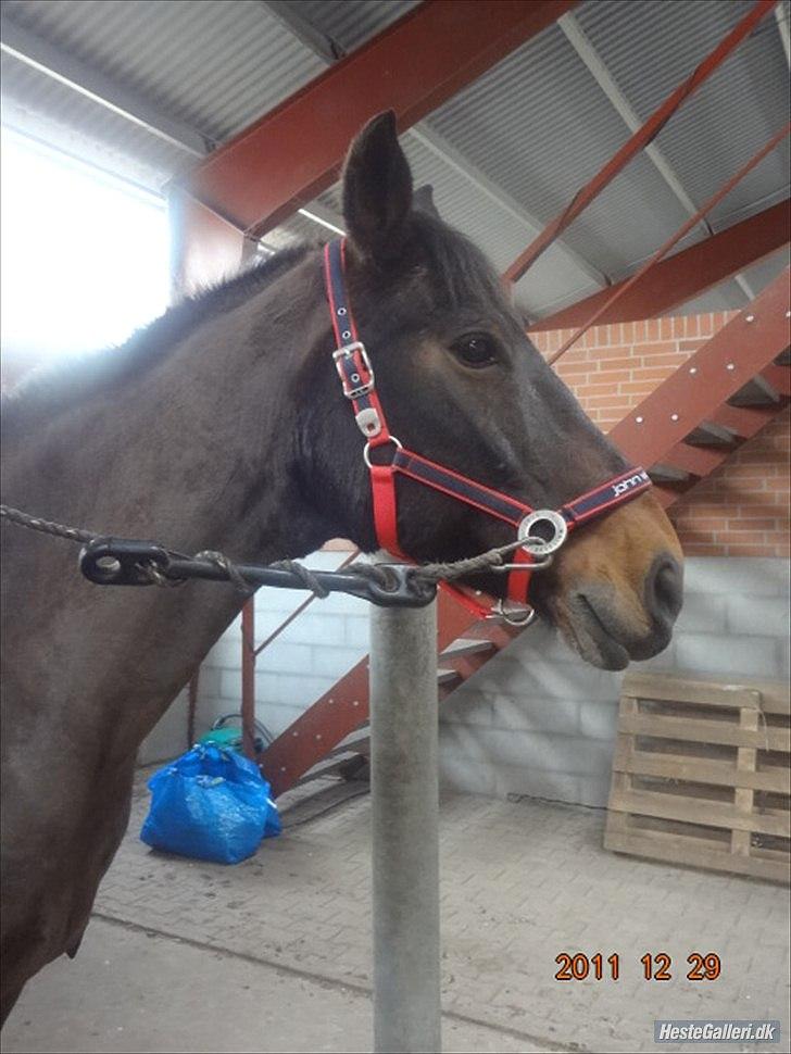 Anden særlig race Charles (Himmelhest) - Søde lille basse <3. billede 15