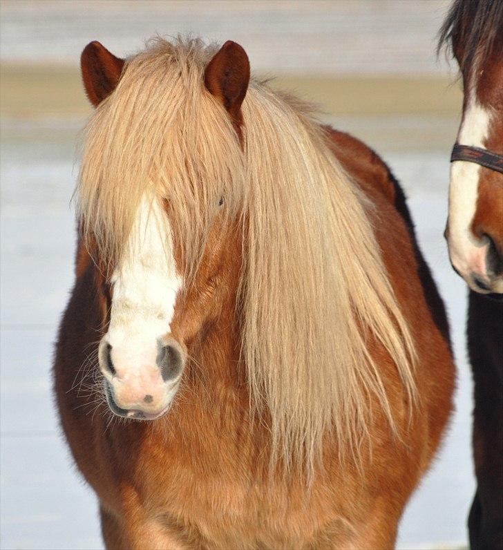 Haflinger Prins Hans - Alle er engle med kun én vinge; kun ved at omfavne hinanden kan vi flyve. billede 1