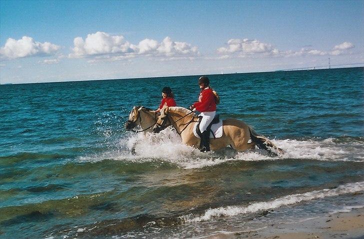 Fjordhest Strofe Stanstorp # Himmelhest - Ude at bade i storebælt billede 2