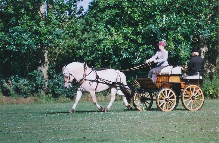 Fjordhest Strofe Stanstorp # Himmelhest - Strofe med sin kusk Pernille Prip billede 3