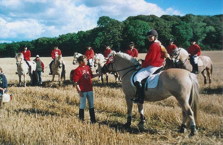 Fjordhest Strofe Stanstorp # Himmelhest - Vinder af jagten plus 5 års krus billede 4