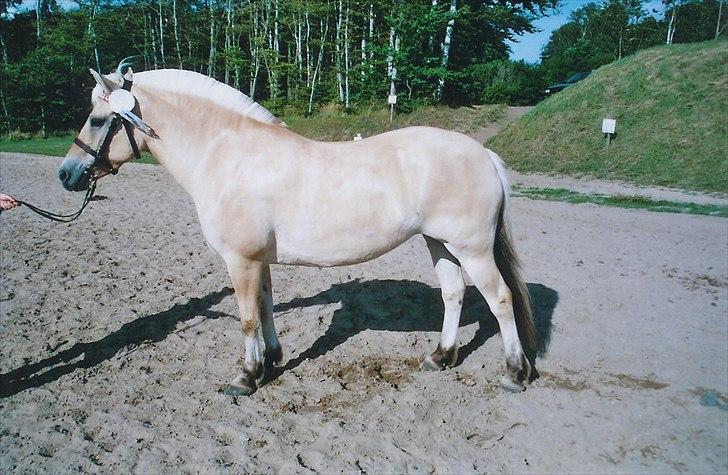 Fjordhest Strofe Stanstorp # Himmelhest - Strofe til sin kåring hvor hun fik 8 i helhed billede 5