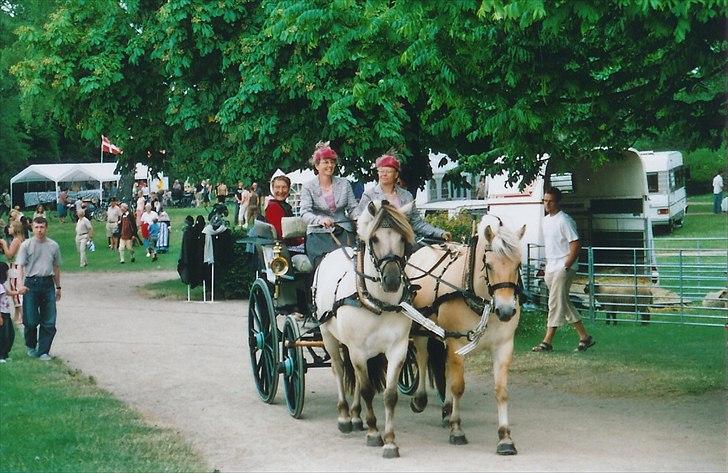 Fjordhest Strofe Stanstorp # Himmelhest - Strofe og Luna foran vogn til Slagelse festuge billede 6
