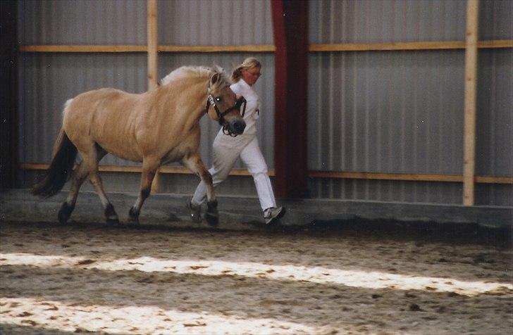 Fjordhest Strofe Stanstorp # Himmelhest - Strofe og jeg i mønstring som vi vandt billede 7