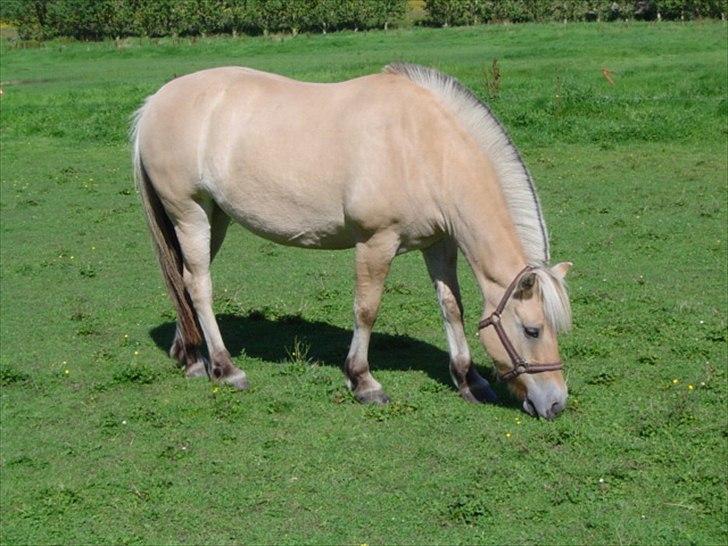 Fjordhest Strofe Stanstorp # Himmelhest - Dejlig grønt græs billede 8