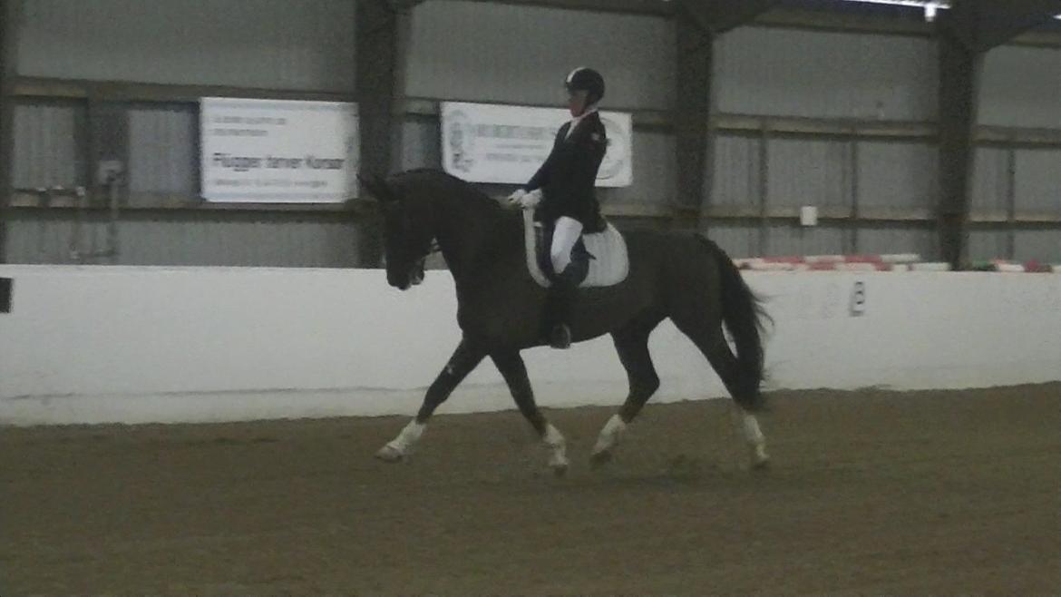 Hannoveraner Desiree billede 11