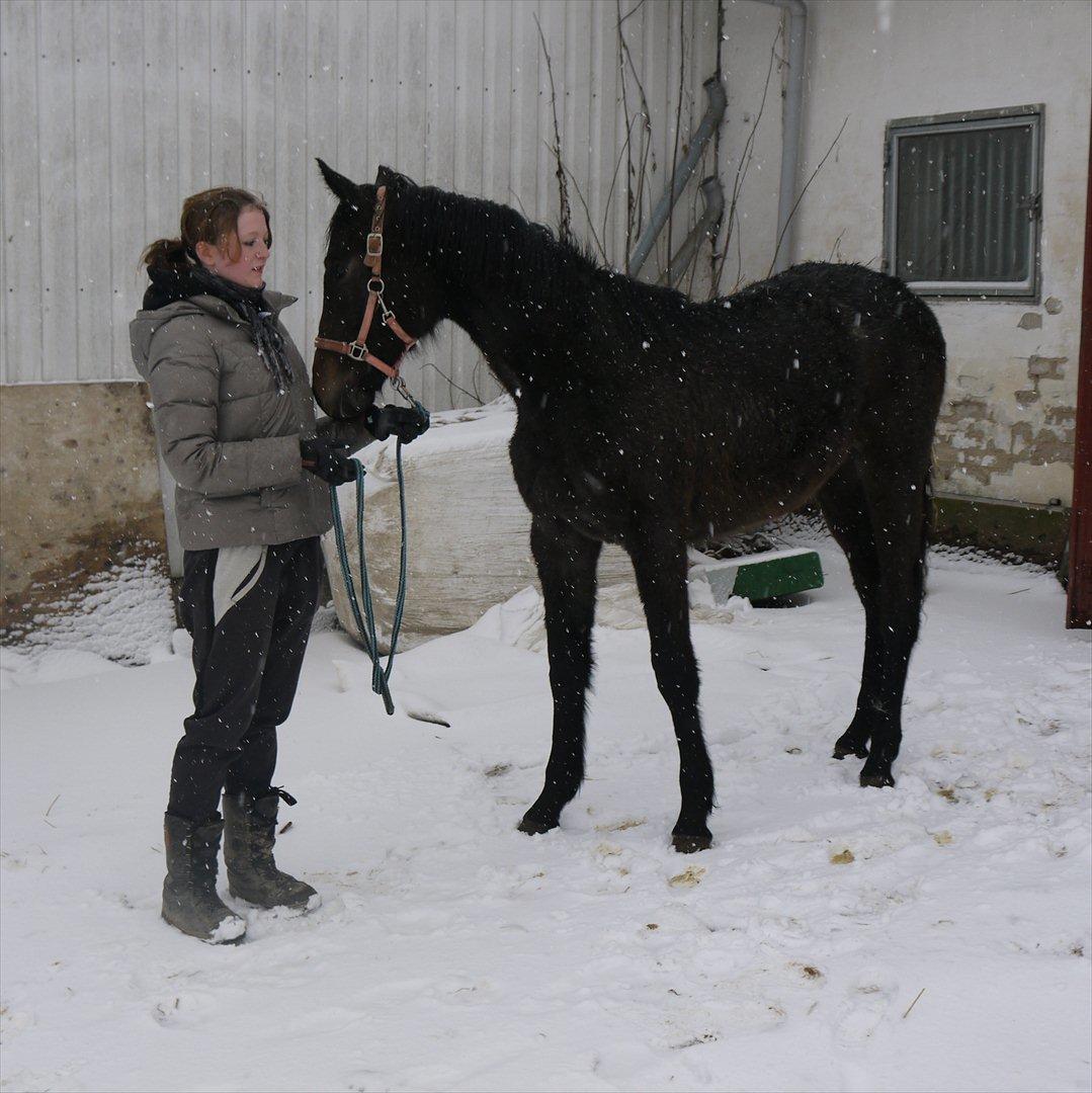 Holstener Cassie Gørtz - d. 12/02 - 2012. Cassie 10 mdr. billede 11