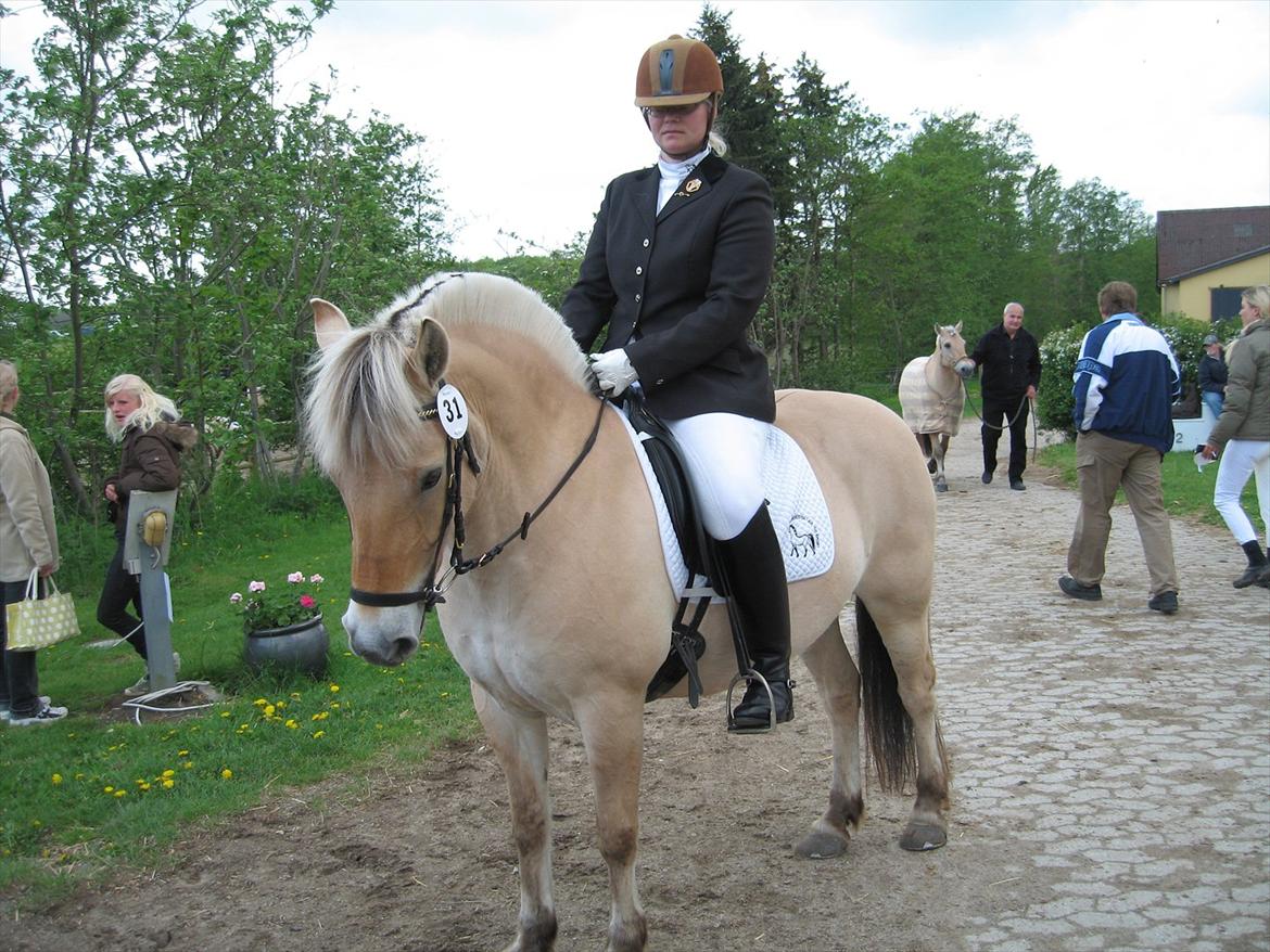 Fjordhest Strofe Stanstorp # Himmelhest - Opstilling for fotografen. Vi var lige blevet nummer 3 i LC2 billede 12