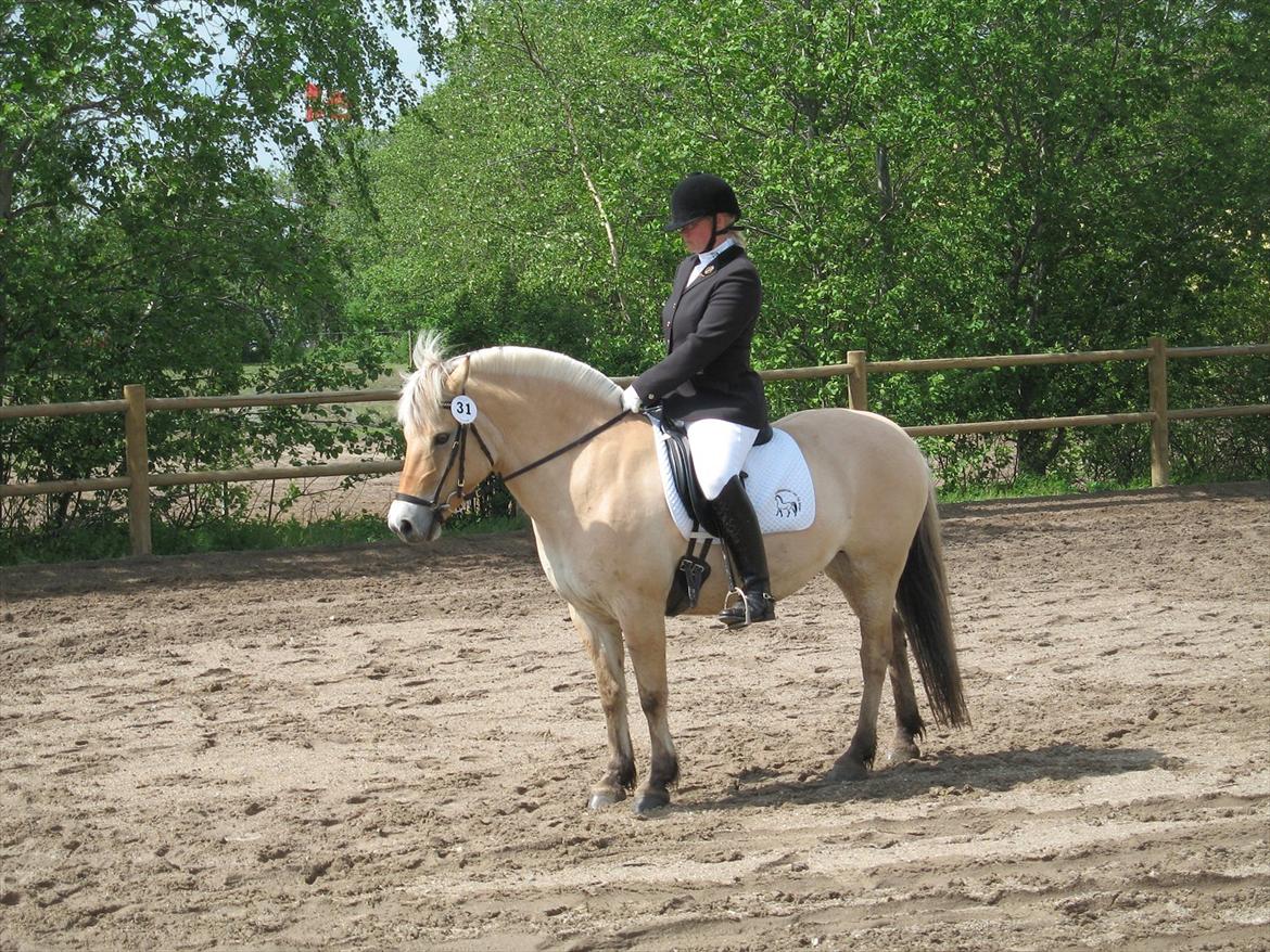 Fjordhest Strofe Stanstorp # Himmelhest - Strofe og jeg i LC3 billede 13