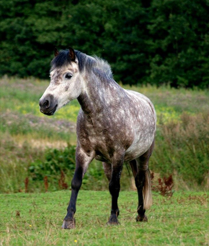 Anden særlig race Herkules *Elevpony* - Ved ikke hvem der har taget billedet men det er godt:) billede 3