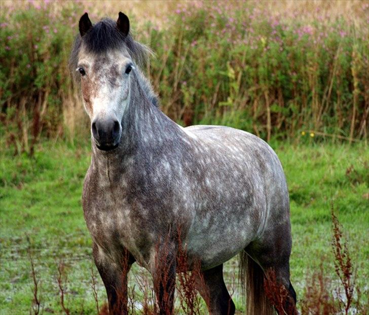 Anden særlig race Herkules *Elevpony* billede 15