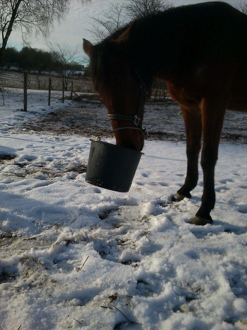 Holstener LILLE VALDAL'S AKI - Så var spanden tom! Januar 2012. billede 9