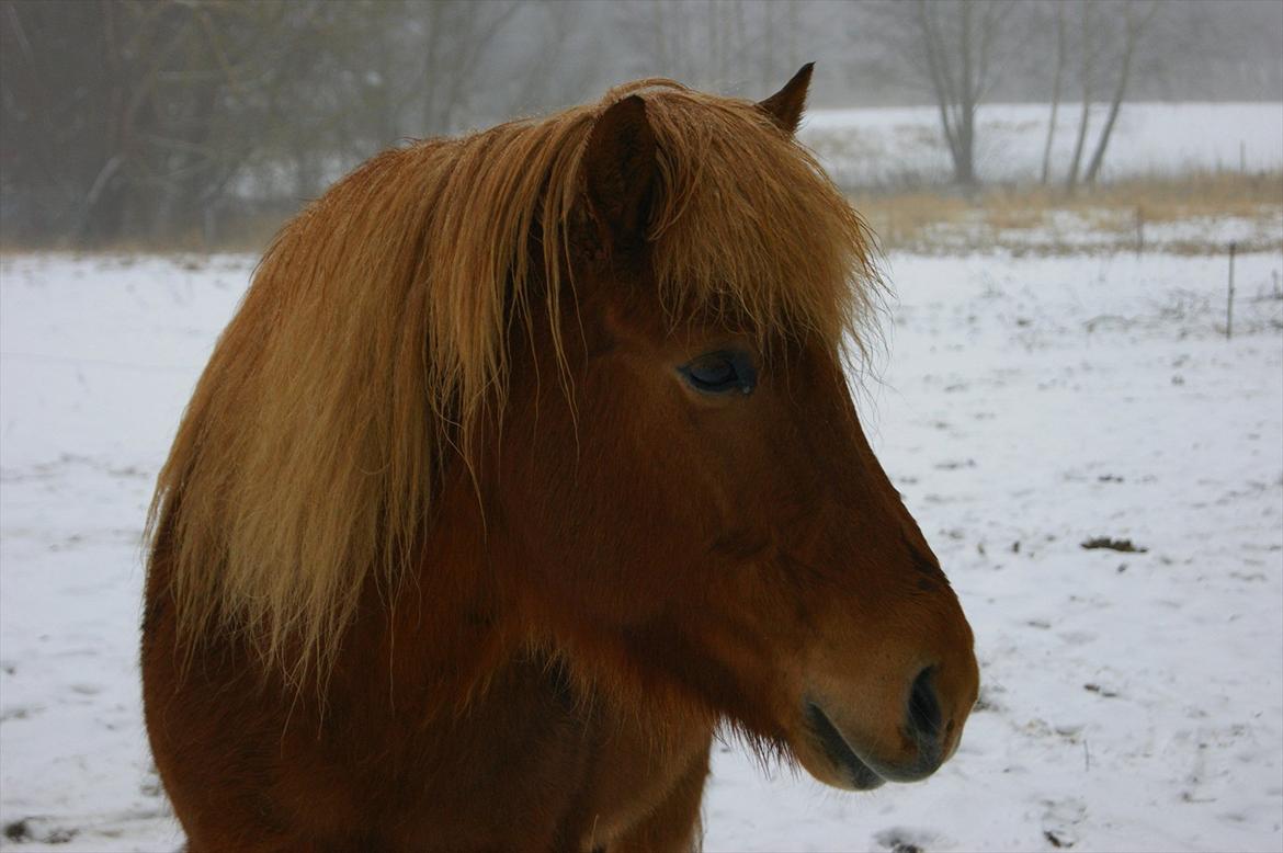 Islænder Stjarni billede 13