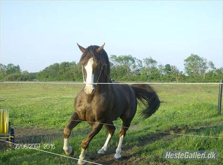 Anden særlig race Revall billede 4