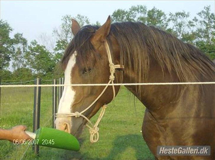 Anden særlig race Revall billede 5