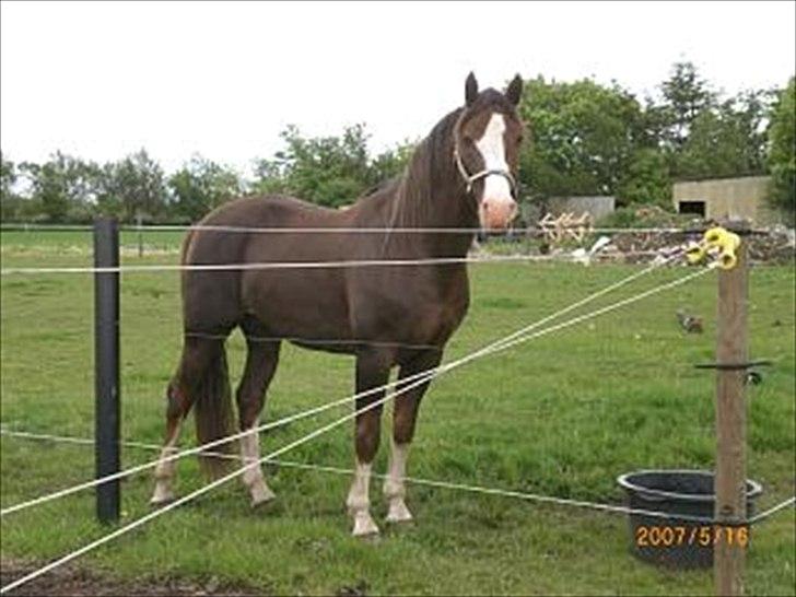 Anden særlig race Revall billede 6